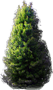 Japanese Umbrella-Pine